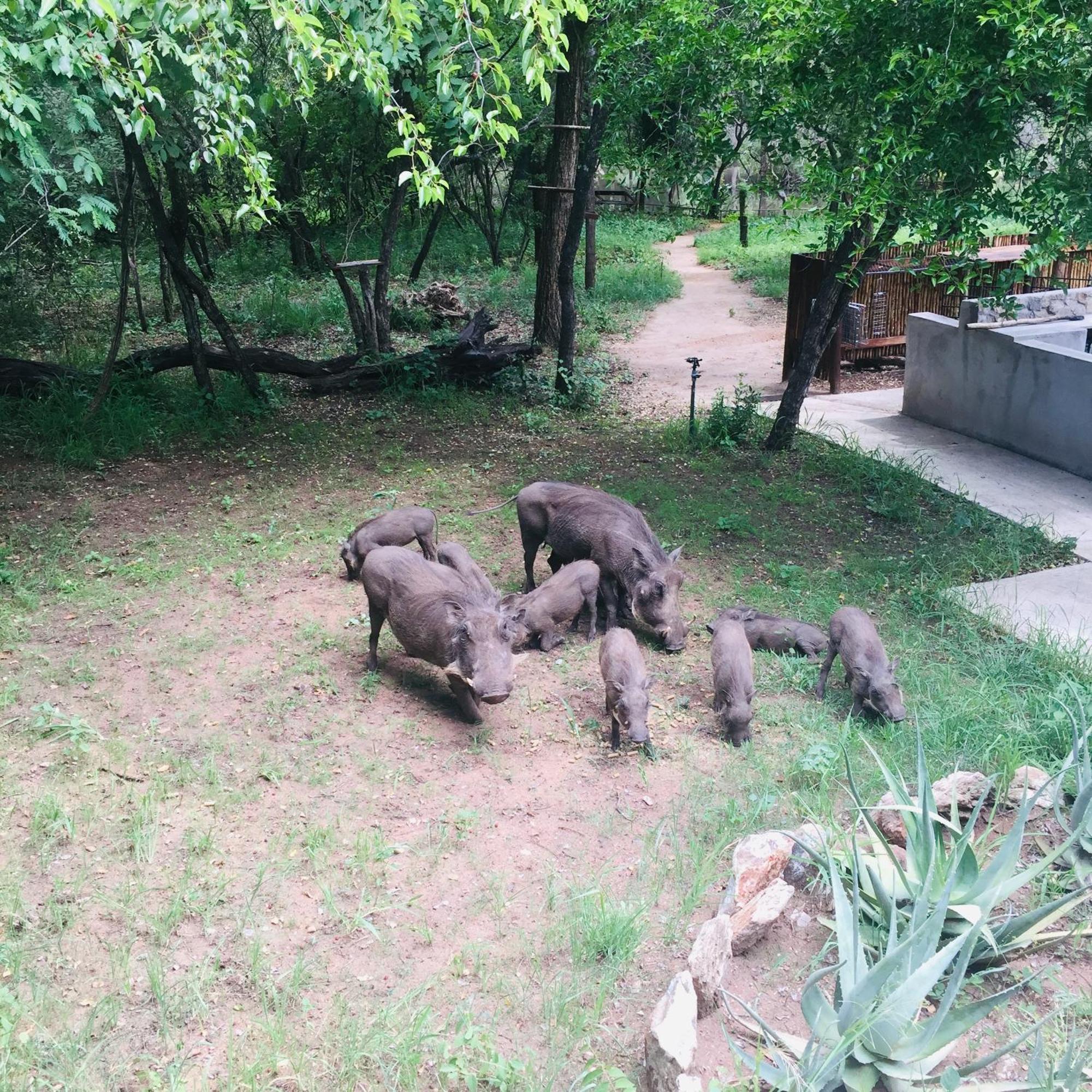 Dream Of Africa Bush Lodge มาร์ลอทพาร์ค ภายนอก รูปภาพ